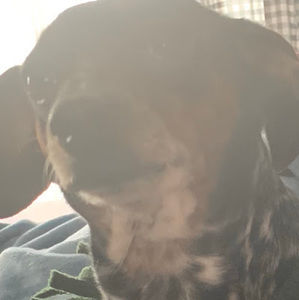 Meet your Posher, Smal dum